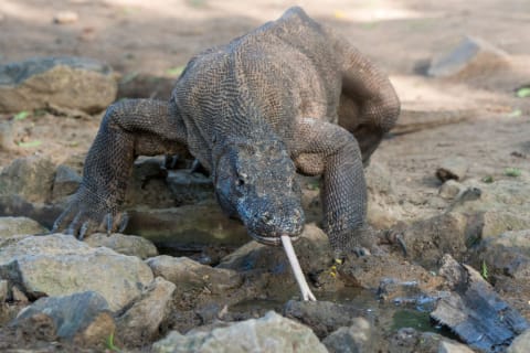 Komodo dragons love some tasty carrion.