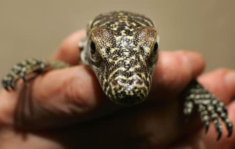 One of several babies produced by a virgin Komodo dragon at the Chester Zoo in 2007.