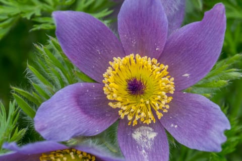 A Western Anemone.