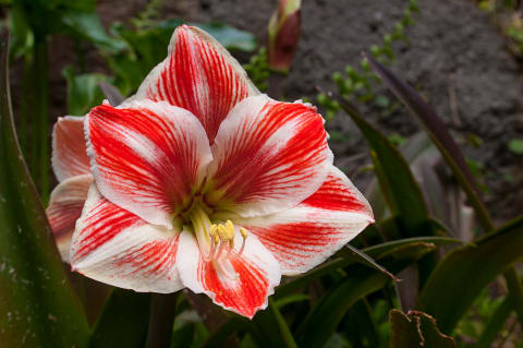 An Amaryllis Oxalis flower.