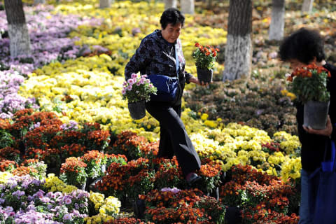 Chrysanthemums.