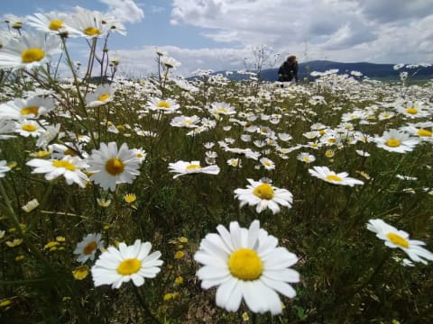 A field of daisies.