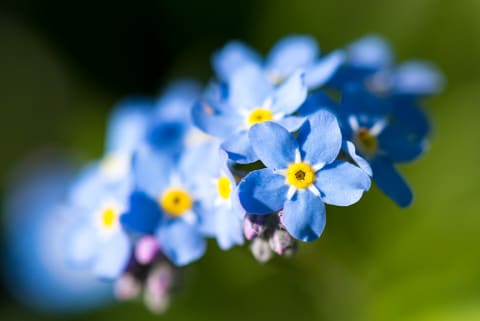 Forget-me-nots.