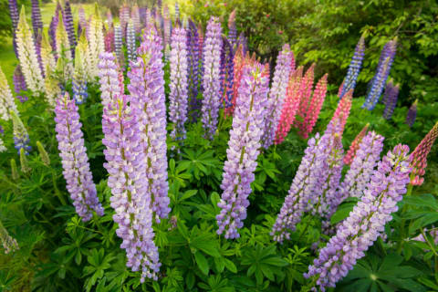 Lupines.