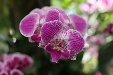 Orchids.