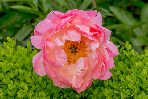 A peony flower.