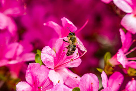 A Rhododendron bush.