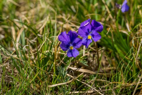 Purple violets.