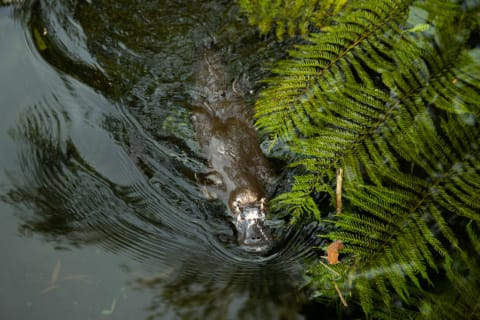 Scientists didn’t believe the platypus was real.