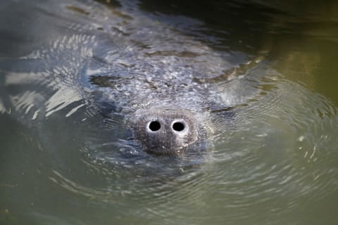 This manatee is showing off its whiskers.