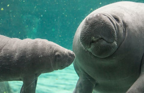 Two manatees at the Genoa Aquarium.