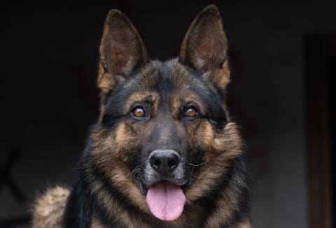 A German shepherd.