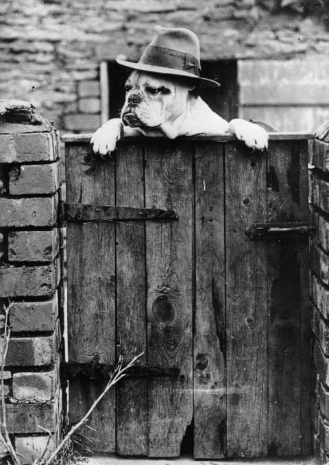 English bulldog, circa 1930.