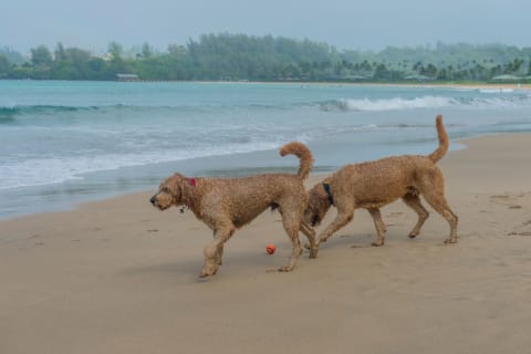 Two Goldendoodles exploring a Hawaiian beach.