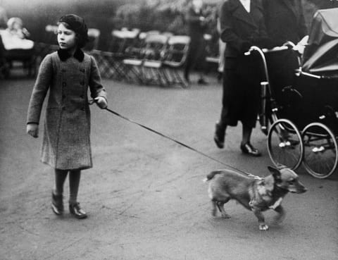 The future Queen Elizabeth II walking a Corgi in London's Hyde Park, circa 1940. 