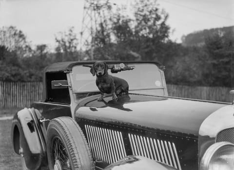 A dachshund sitting on the hood of a Bentley, circa 1930.