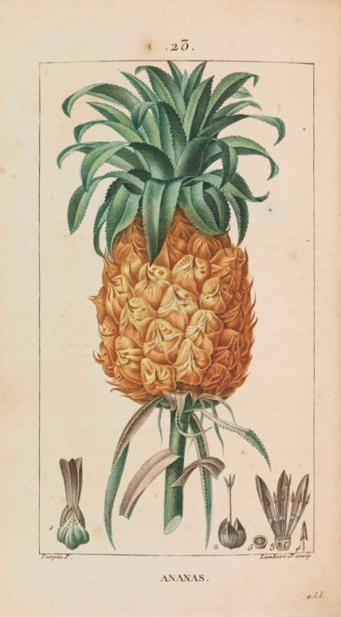 An early painting of a pineapple.