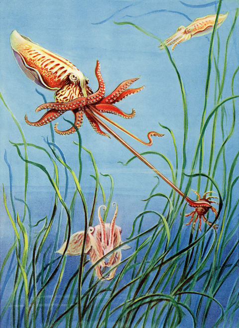 An illustration of cuttlefish in a seagrass bed.