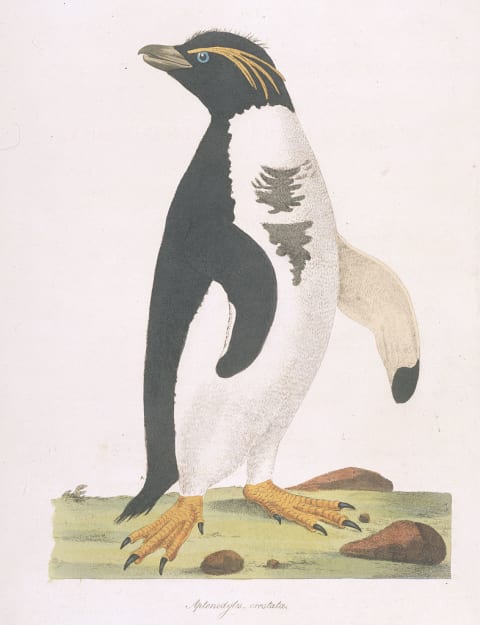 Painting of a Fiordland penguin by John Frederick Miller.