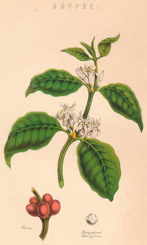 A botanical illustration of a coffee plant.