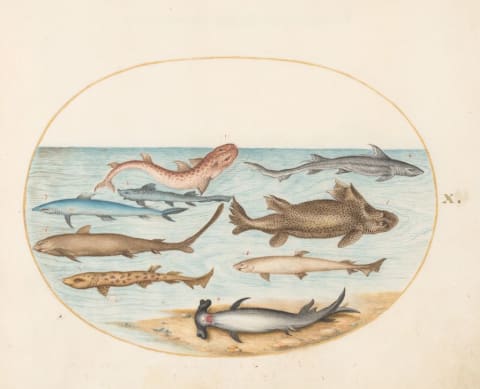 An early illustration of various sharks.