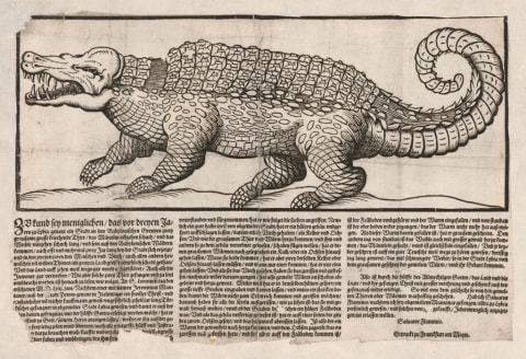 Popular print with a representation of a crocodile.