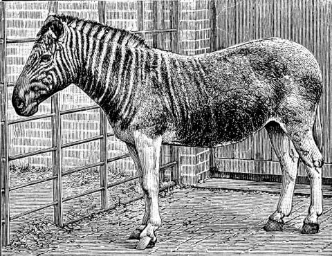 Quagga mare in London Zoo, c 1870.