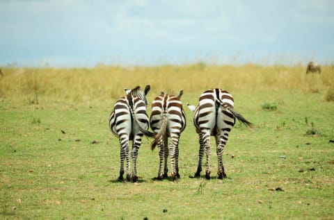 Plains zebras in Masai Mara National Reserve in Kenya.