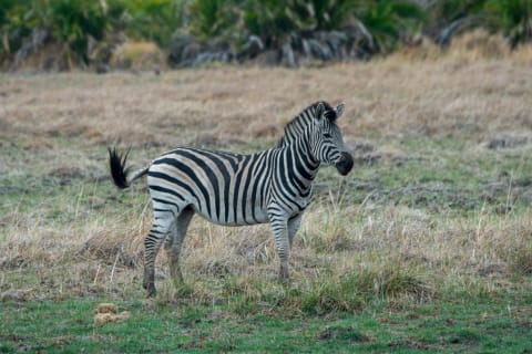 A plains zebra.