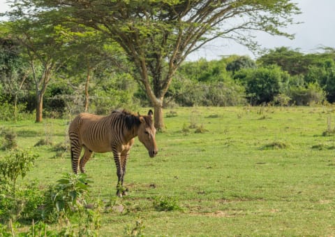 A zebroid or zorse—a cross between a horse and a zebra.