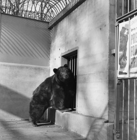 The original Smokey Bear in his home at the National Zoo.