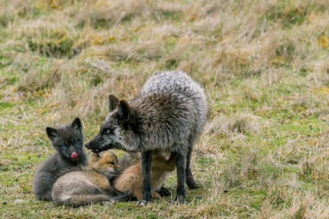 A silver morph red fox mother and her kits.