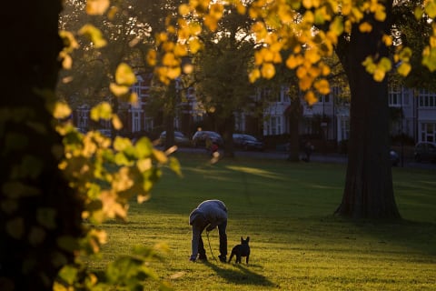 Keeping your yard poop-free should help.