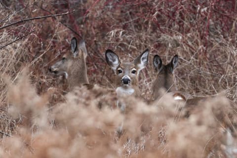 White-tailed deer at Lynde Shores Conservation Area, Canada.