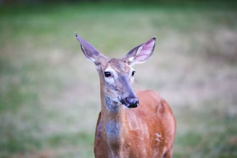 It's a good thing their ears work so well.