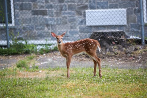 This fawn will never reach the size of an elk or moose.