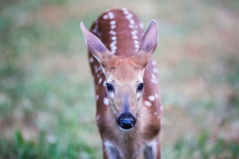 Young deer mothers tend to be one and done (for the season, anyway).