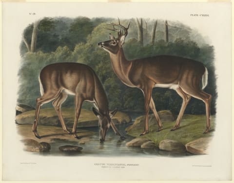 A 19th-century illustration of two adult white-tailed deer.