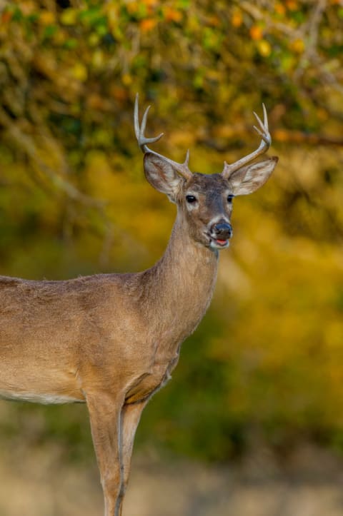 A buck showing off his antlers.