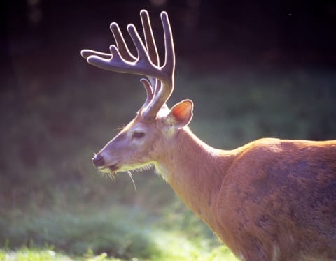 Not all deer stick to the same area.