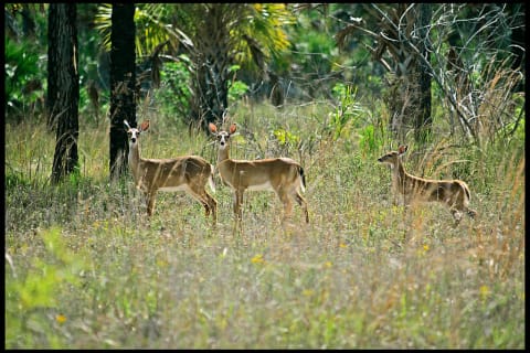 If these deer were alarmed, their tails would be flagged.