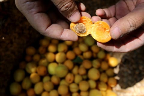 Freshly harvested apricots.