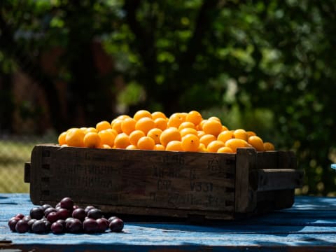 Plums can come in a range of colors; these cherry plums happen to be a yellowy orange.