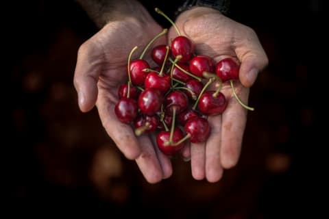 The results of a bountiful cherry harvest.