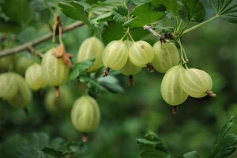 Gooseberries are more of an unusual grocery store find.