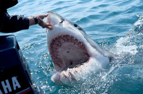 Shark teeth were considered for publicity's sake.