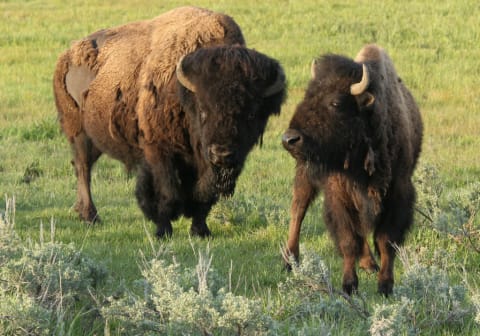 Bison grazing in Yellowstone National Park.