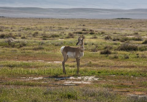 A pronghorn at Carrizo Plain National Monument.