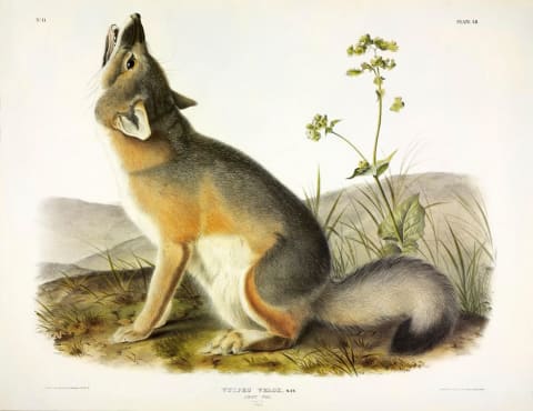 A swift fox illustrated by John J. Audubon.