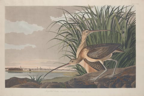 Long-Billed Curlew illustrated by Robert Havell.